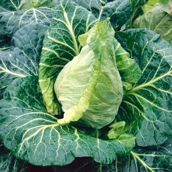 Cabbage Duncan F1 Seed