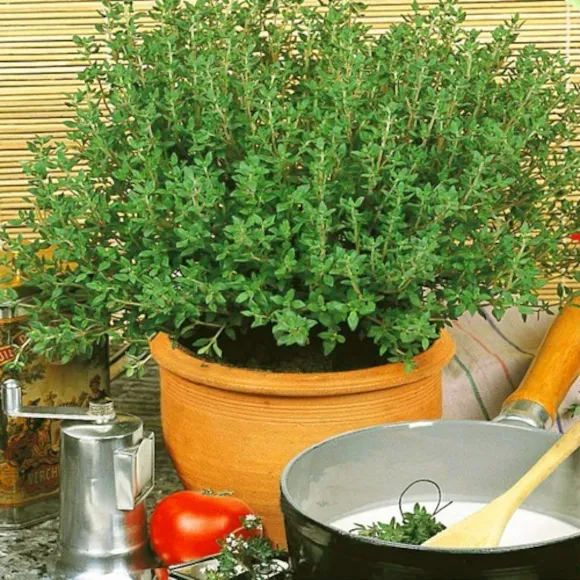 Thyme Herb - 1 Litre