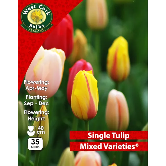 Mixed Tulips - 35 Bulbs